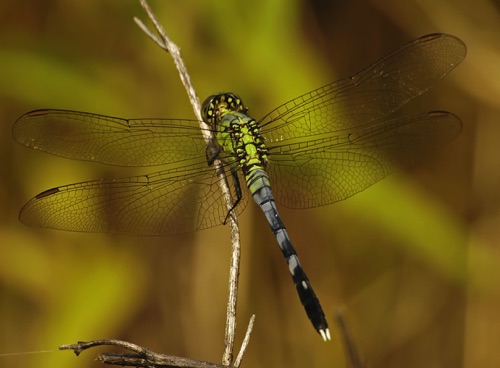 Male, immature
2005_08_28_Floyd